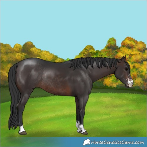 Horse Color:Brown Sabino Rabicano 