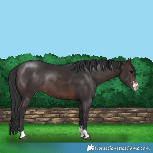 Horse Color:Brown Sabino Rabicano 