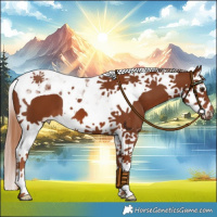 Horse Color:Chestnut Splash Tobiano