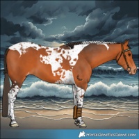 Horse Color:Bay Tobiano Varnish