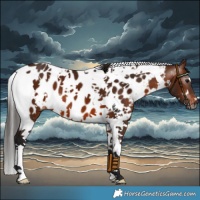 Horse Color:Gray White Spotted Bay Tobiano Near Leopard 