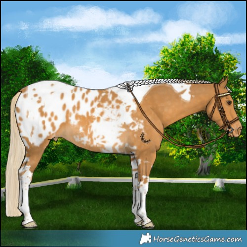 Horse Color:Palomino Tobiano Appaloosa 