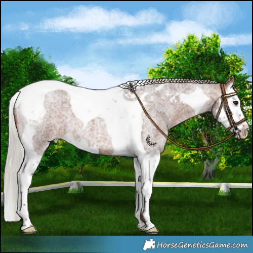 Horse Color:Silver Bay Roan Splash Tobiano 