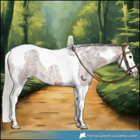 Horse Color:Silver Bay Roan Splash Tobiano 