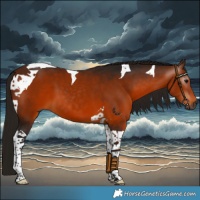 Horse Color:Gray Bay Tobiano 