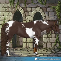 Horse Color:Liver Chestnut Tobiano 
