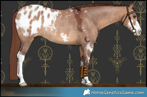 Horse Color:Chocolate Brown Dun Sabino Appaloosa Rabicano