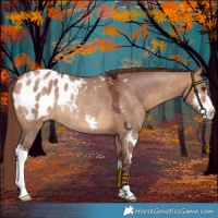 Horse Color:Chocolate Brown Dun Sabino Appaloosa Rabicano 