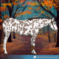 Horse Color:Gray Chocolate Grullo Sabino Near Leopard 
