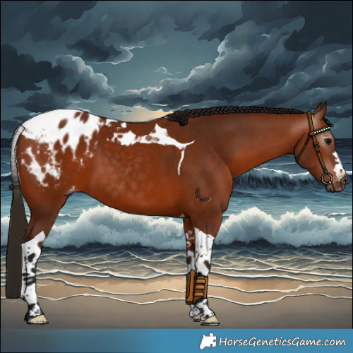 Horse Color:Gray Bay Tobiano Blanket 