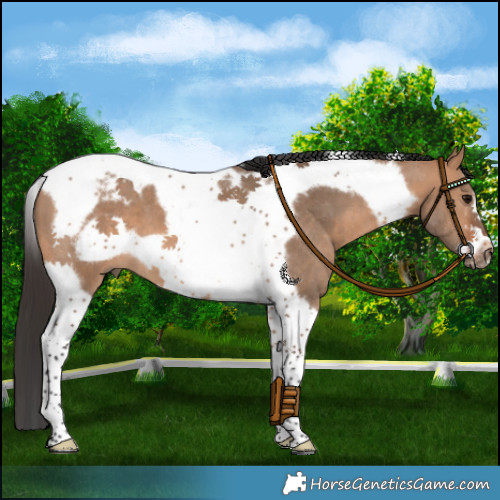 Horse Color:Bay Dun Tobiano Frame 