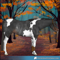 Horse Color:Liver Chestnut Tobiano Rabicano 