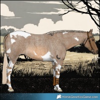 Horse Color:Chocolate Palomino Roan Tobiano
