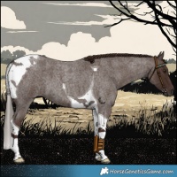 Horse Color:Liver Red Roan Tobiano 