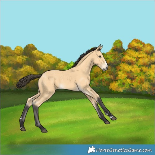 Horse Color:Buckskin 