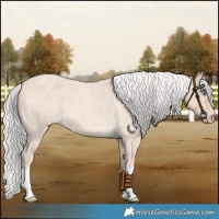 Horse Color:Silver Perlino Roan 