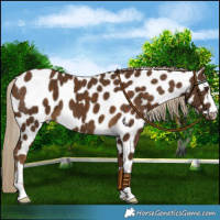 Horse Color:Chocolate Palomino Leopard 