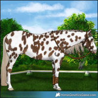 Horse Color:Chocolate Palomino Leopard 