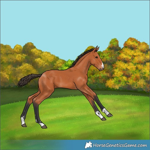 Horse Color:Bay 