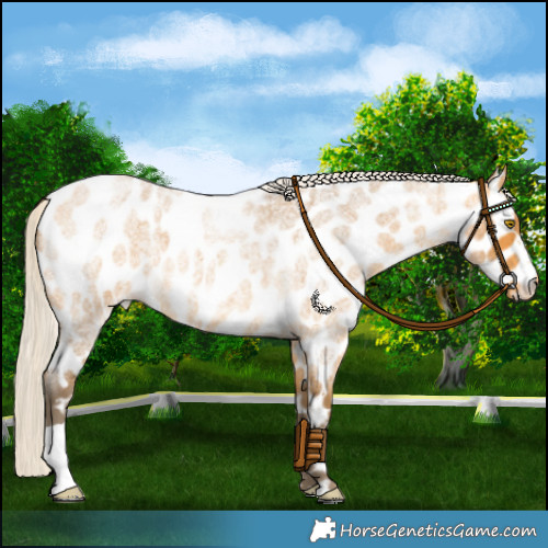 Horse Color:Silver Buckskin Roan Appaloosa 