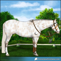 Horse Color:Silver Buckskin Roan Near Leopard 