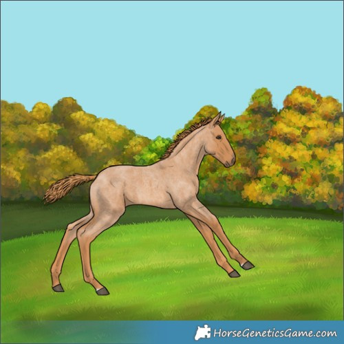 Horse Color:Red Roan 