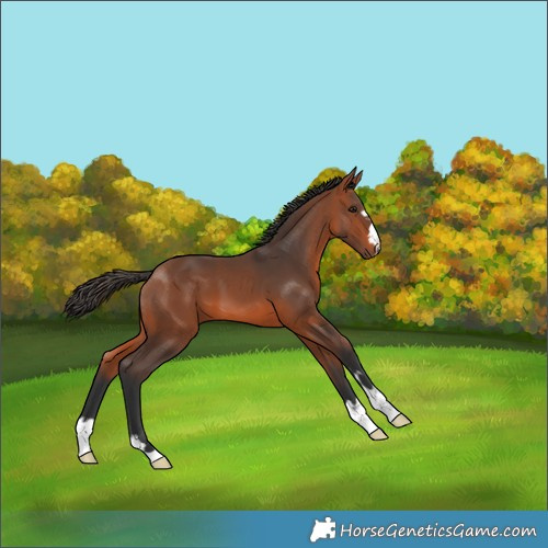 Horse Color:Bay 