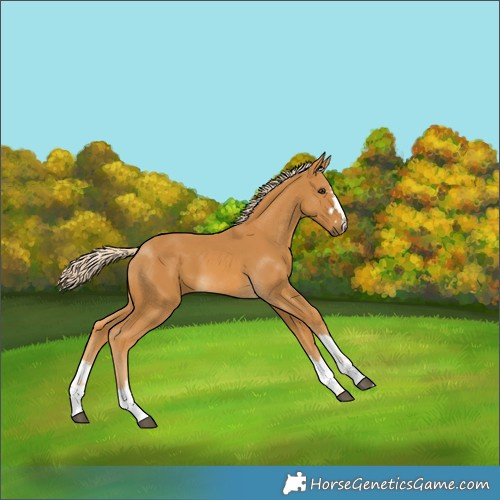 Horse Color:Palomino 