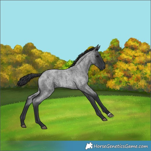 Horse Color:Blue Roan 