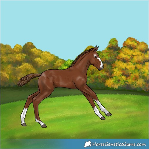 Horse Color:Gray Chestnut 