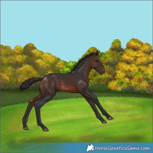 Horse Color:Brown 