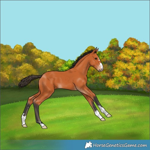 Horse Color:Bay 