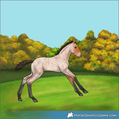 Horse Color:Bay Roan 