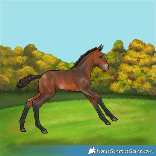 Horse Color:Bay 
