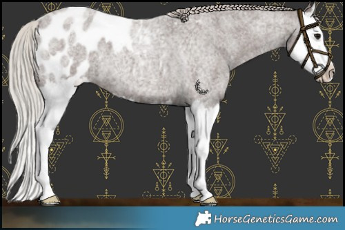 Horse Color:Silver Blue Roan Splash Near Leopard 