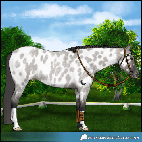 Horse Color:Grullo Roan Near Leopard 
