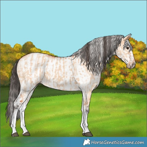 Horse Color:White Spotted Bay Dun Rabicano  and White Spotted Bay Dun Frame Rabicano 