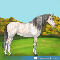 Horse Color:White Spotted Bay Dun Rabicano and White Spotted Bay Dun Frame Rabicano