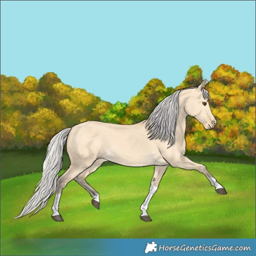 Horse Color:Silver Buckskin Dun Tobiano 