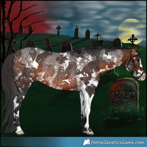 Horse Color:Bay Sabino Rabicano 