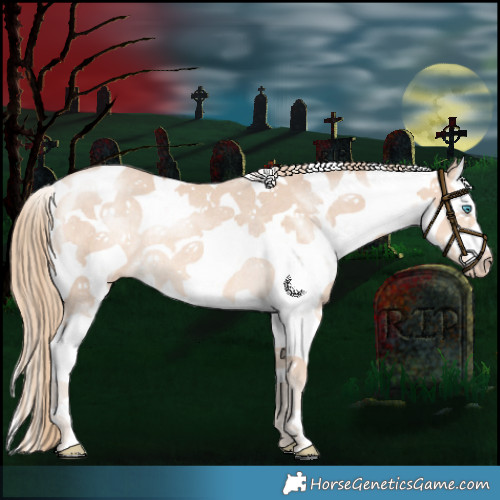 Horse Color:Perlino Sabino Rabicano