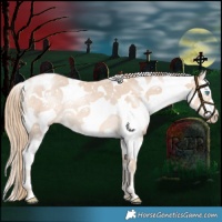 Horse Color:Perlino Sabino Rabicano 