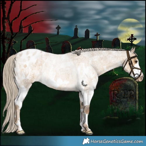 Horse Color:Chocolate Palomino Roan Dun Sabino Appaloosa Rabicano 