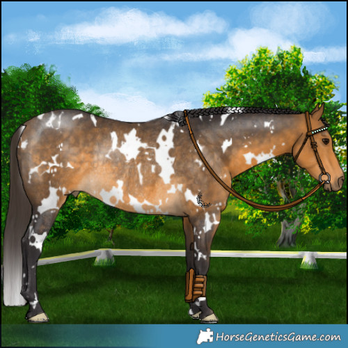 Horse Color:White Spotted Buckskin Rabicano 