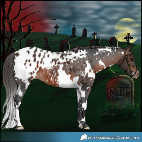 Horse Color:White Spotted Brown Tobiano Appaloosa 