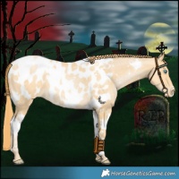 Horse Color:Buckskin Pearl Tobiano Appaloosa