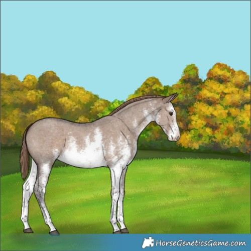 Horse Color:White Spotted Liver Red Dun Sabino 