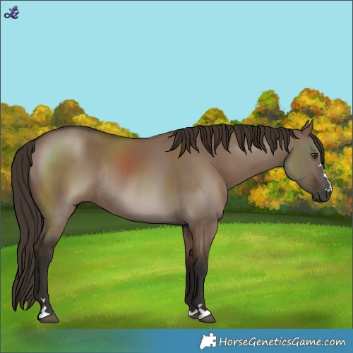 Horse Color:Liver Red Dun Rabicano