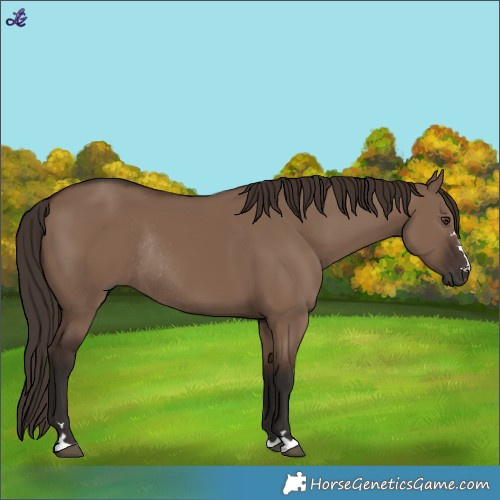 Horse Color:Liver Red Dun Rabicano 