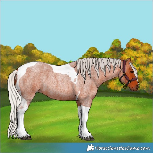 Horse Color:Silver Bay Roan Tobiano 